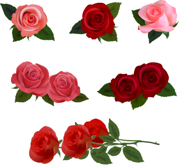 Transparent Rose Flower Drawing Petal Plant for Valentines Day