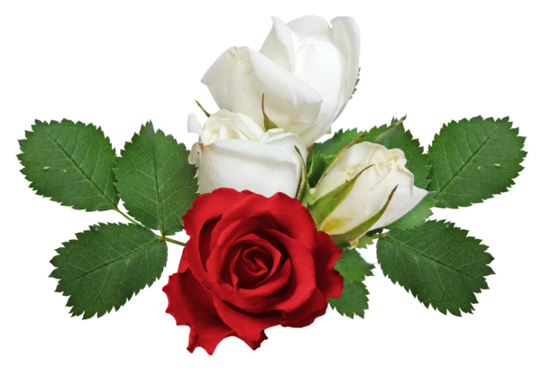 Transparent Rose Flower Flower Bouquet Petal Plant for Valentines Day