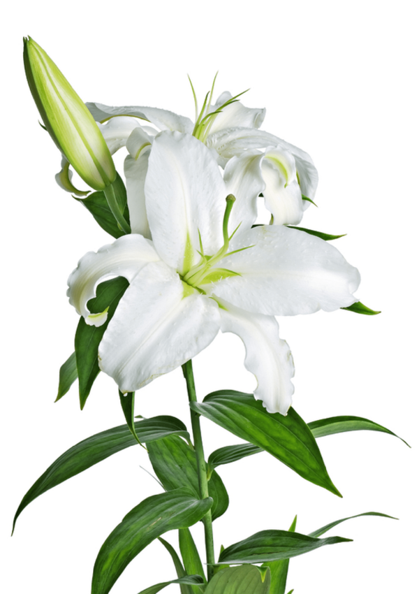 Transparent Easter Lily Lilium Candidum Arumlily Plant Flower for Easter