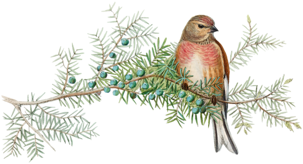 Transparent Christmas Ornament Spruce Feather Bird Beak for Christmas