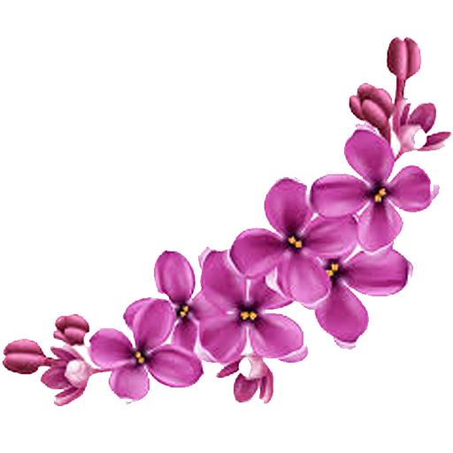 Transparent Flower Pink Flowers Color Lilac for Valentines Day