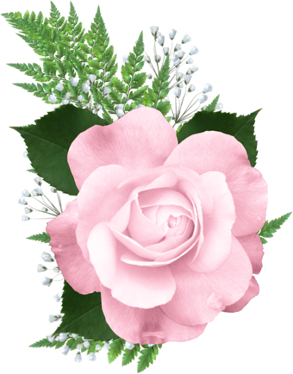 Transparent Rose Rose Of Sharon Color Pink Plant for Valentines Day