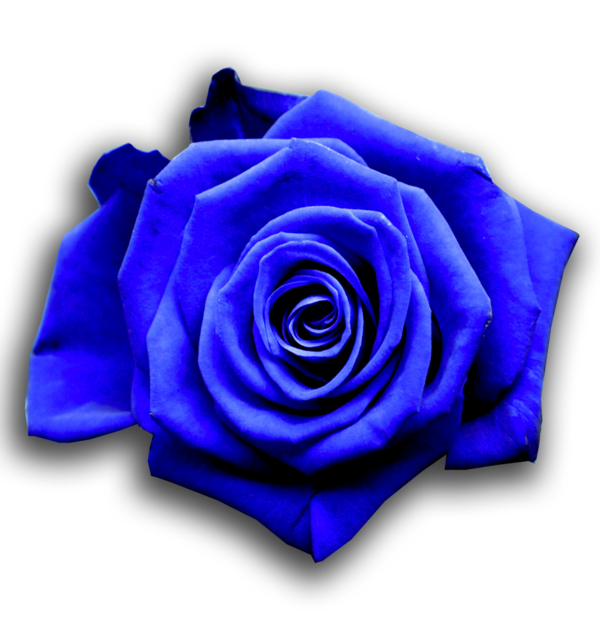 Transparent Blue Rose Rose Blue for Valentines Day