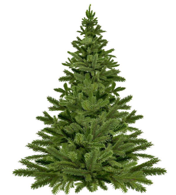 Transparent Recycling Christmas Tree Tree Fir Pine Family for Christmas