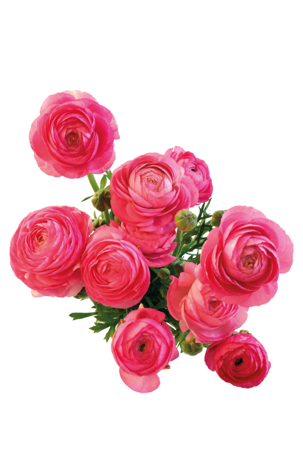 Transparent Flower Android Software Pink Plant for Valentines Day