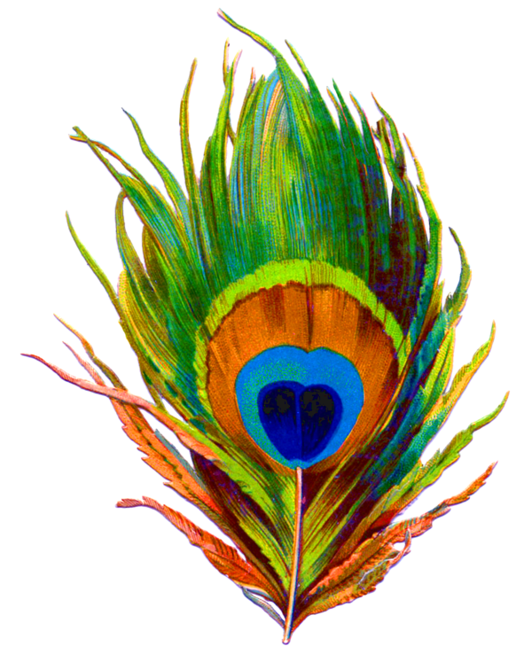 Transparent Feather Peafowl Bird for Janmashtami