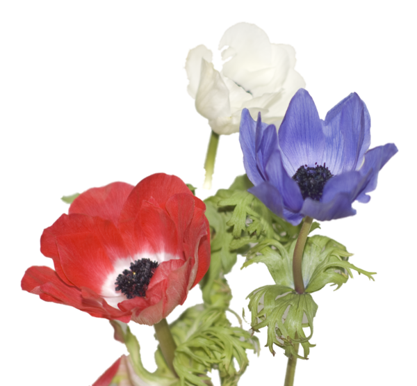 Transparent Cut Flowers Flower Floral Design Plant for Valentines Day