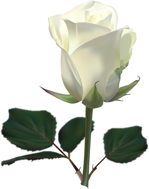 Transparent Rose White Flower Plant for Valentines Day