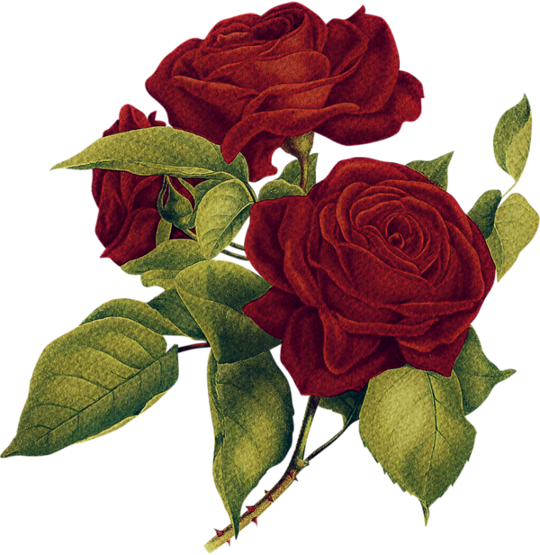 Transparent Centifolia Roses Rosa Palustris Hybrid Tea Rose Petal Plant for Valentines Day