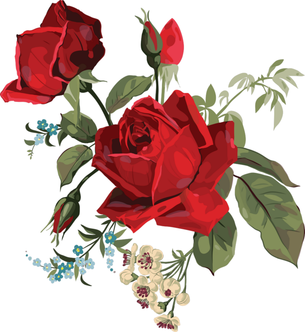 Transparent Centifolia Roses Garden Roses Flower Petal Plant for Valentines Day