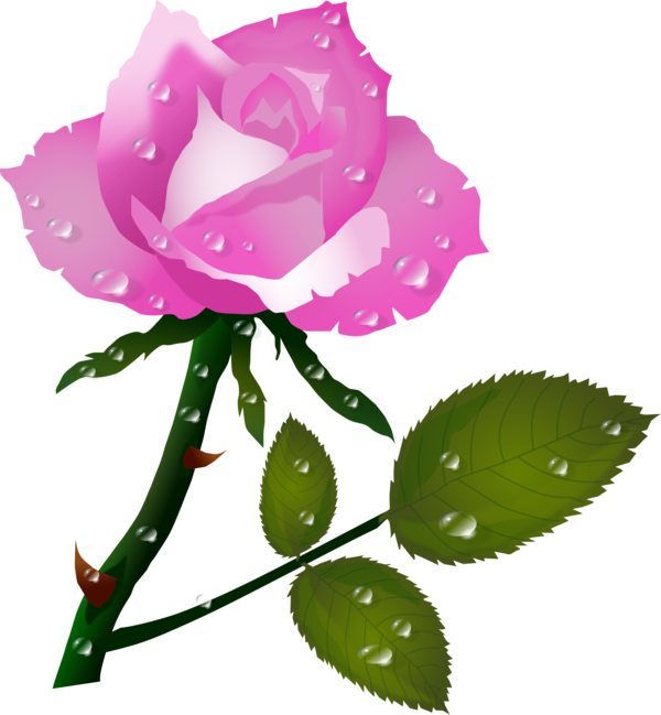 Transparent Rose Flower Color Pink Plant for Valentines Day