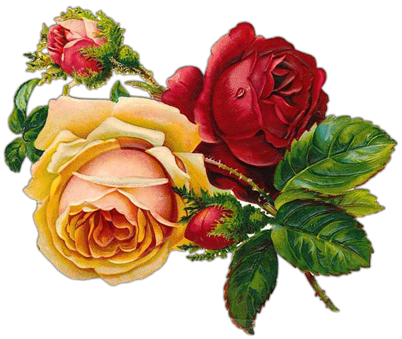 Transparent Rose Floral Design Flower for Valentines Day