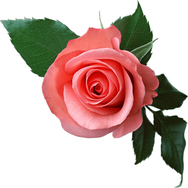 Transparent Rose Flower Garden Roses Pink Plant for Valentines Day