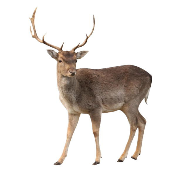 Transparent Whitetailed Deer Moose Capreolinae Elk Wildlife for Christmas
