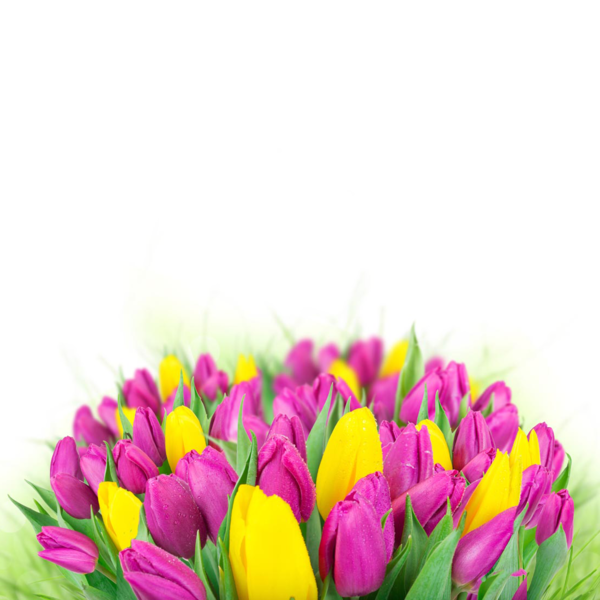 Transparent Tulip Flower Flower Bouquet Plant for Valentines Day