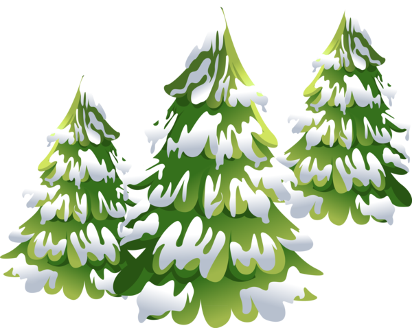 Transparent Christmas Tree Spruce Tree Fir Pine Family for Christmas