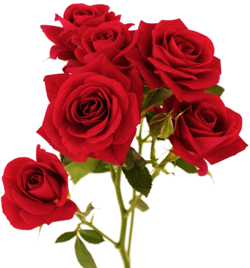 Transparent Rose Garden Roses Floral Design Flower for Valentines Day