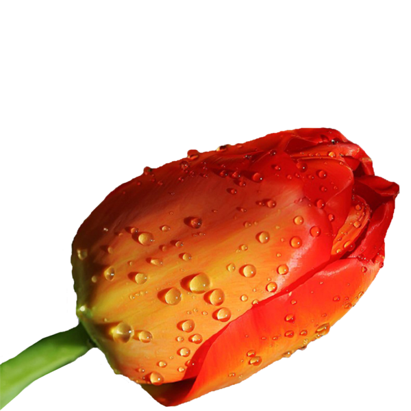 Transparent Flower Rose Tulip Petal Close Up for Valentines Day