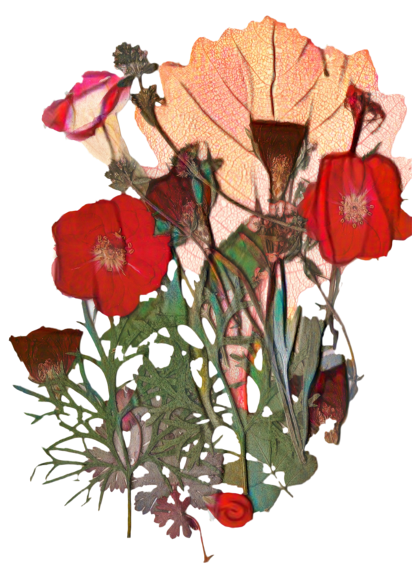 Transparent Garden Roses Floral Design Flower Red for Valentines Day