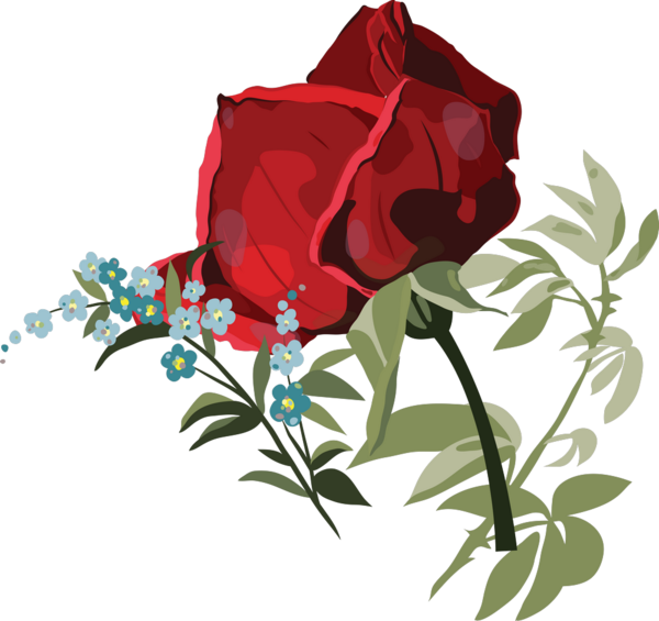 Transparent Garden Roses Flower Centifolia Roses Petal Plant for Valentines Day