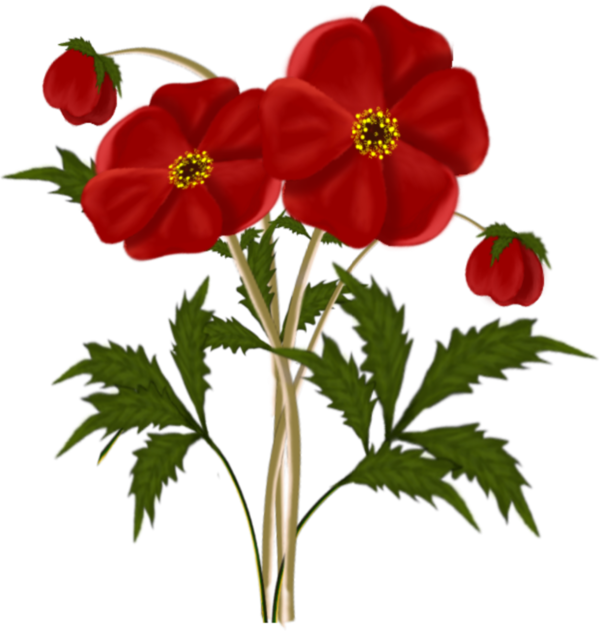Transparent Flower Red Poppy Plant for Valentines Day