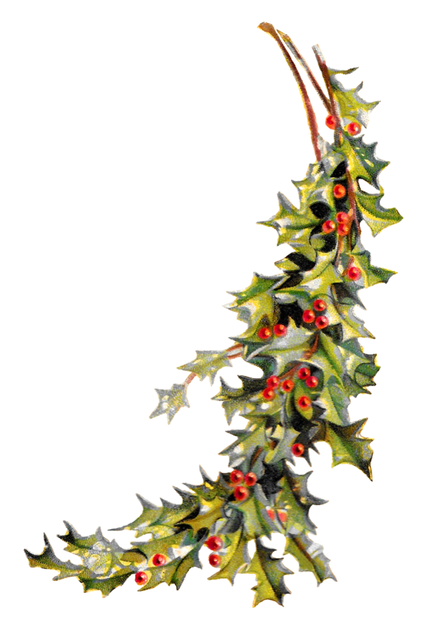 Transparent Christmas Christmas Ornament Common Holly Fir Pine Family for Christmas