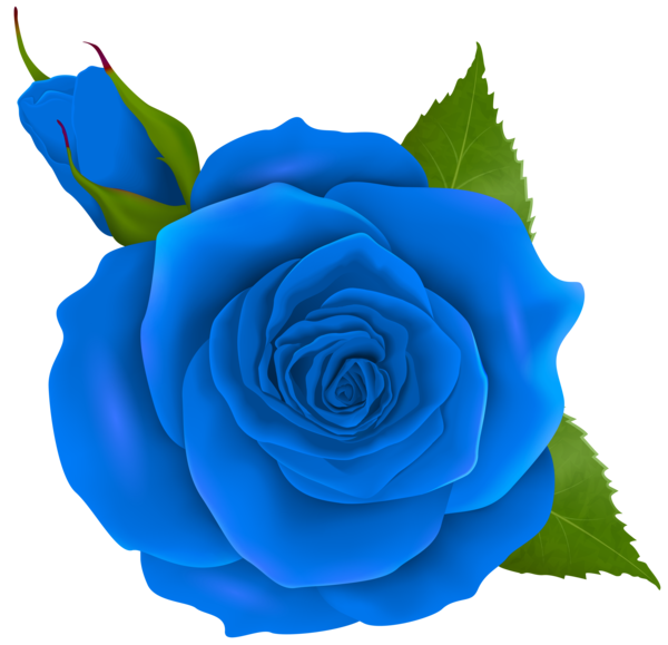 Transparent Centifolia Roses Flower Blue Rose Blue Cobalt Blue for Valentines Day