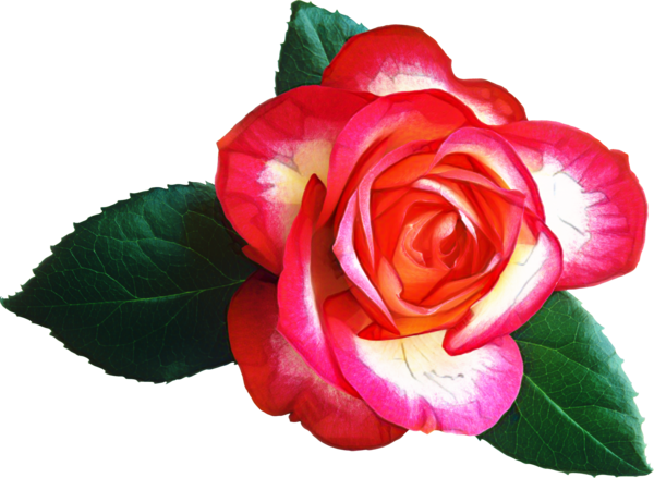 Transparent Rose Flower Garden Roses for Valentines Day