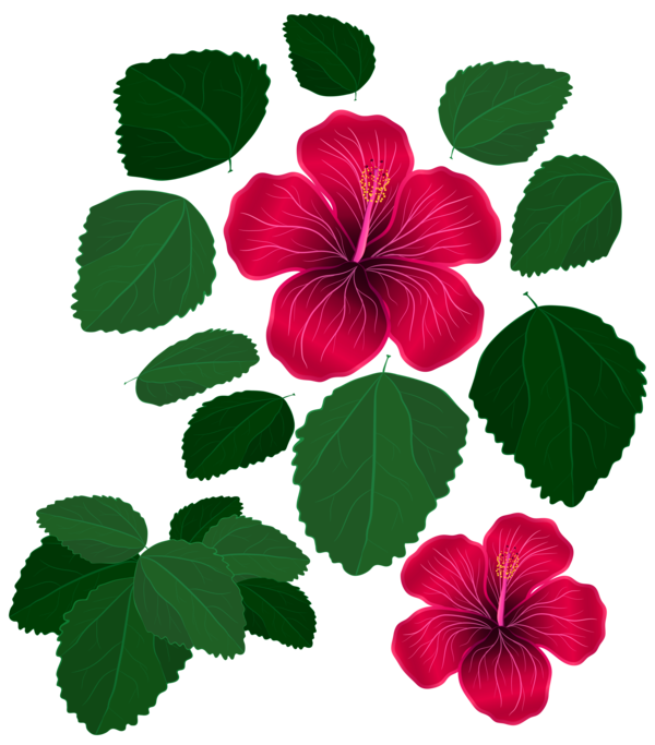 Transparent Flower Leaf Red Hibiscus Plant for Valentines Day