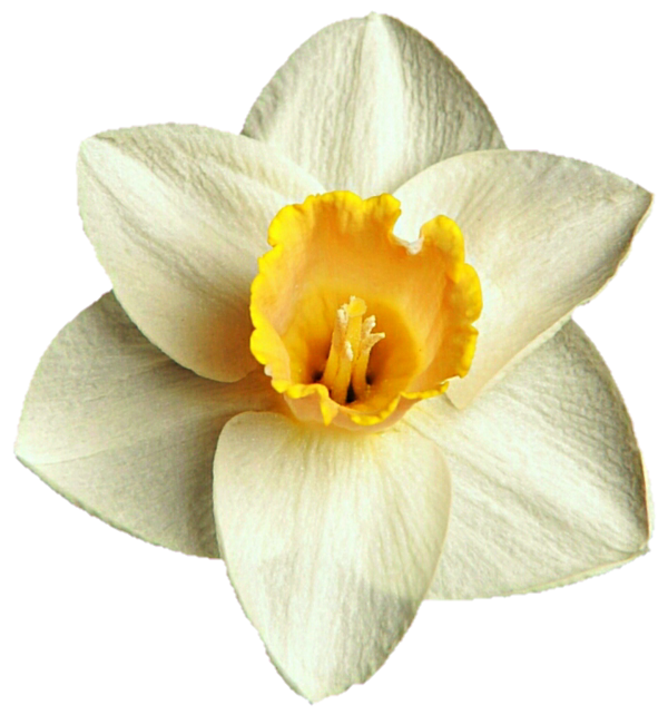 Transparent Daffodil Narcissus Internet Forum Plant Flower for Easter