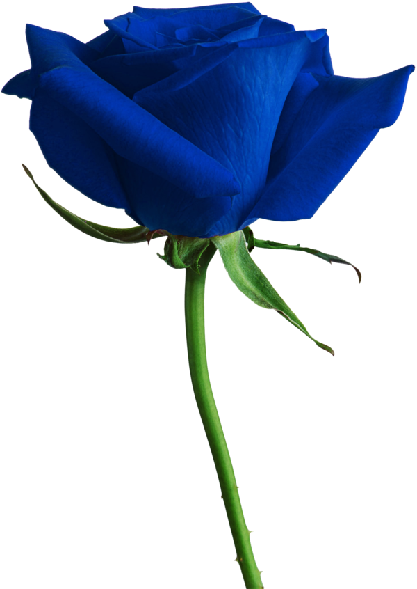 Transparent Rose Flower Blue Cobalt Blue for Valentines Day