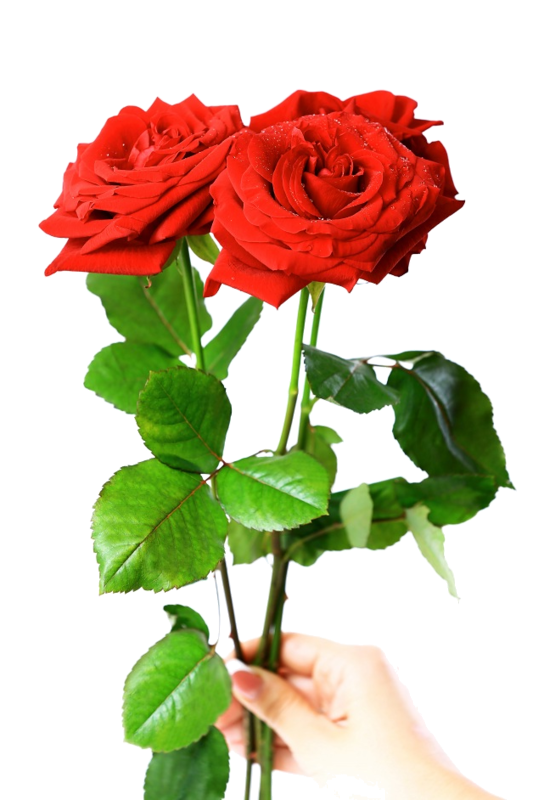 Transparent Red Gift Rose Garden Roses Petal for Valentines Day