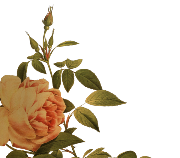 Transparent Bodega Laus Somontano Do Red Wine Flower Rose Family for Valentines Day