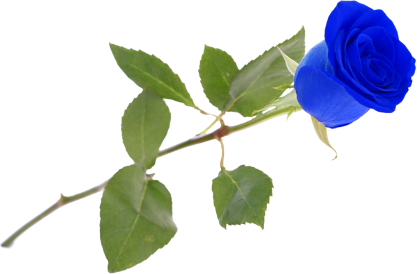 Transparent Garden Roses Blue Rose Centifolia Roses Plant Flower for Valentines Day