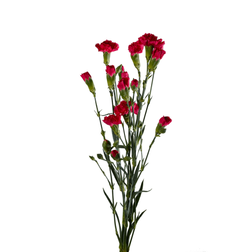 Transparent Carnation Flower Cut Flowers Plant for Valentines Day