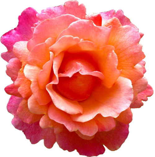 Transparent Rose Flower Pink for Valentines Day