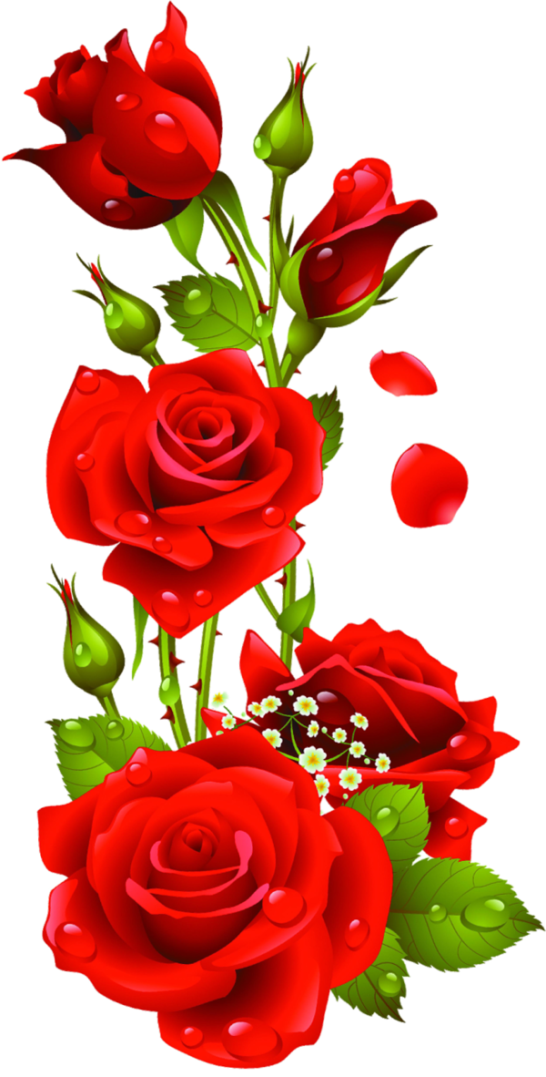 Transparent Rose Flower Floral Design Petal Plant for Valentines Day