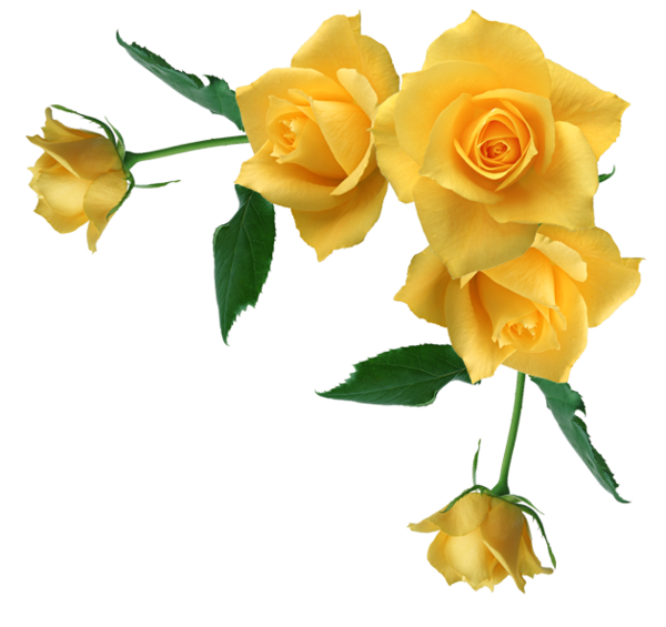 Transparent Borders And Frames Rose Yellow Petal Plant for Valentines Day