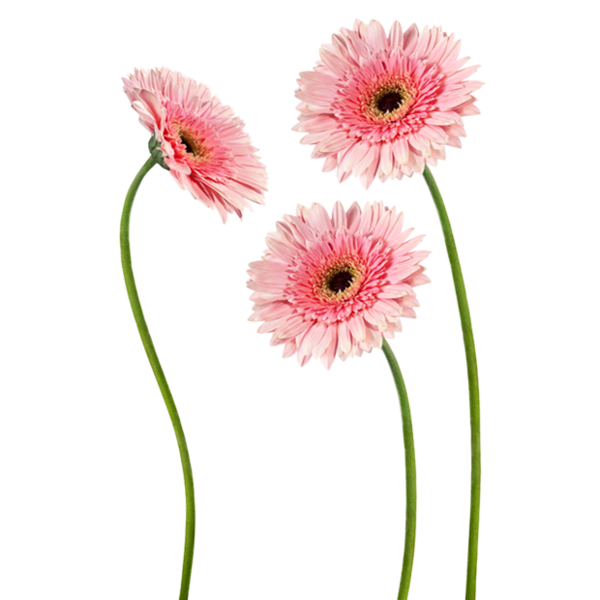 Transparent Transvaal Daisy Flower Decal Gerbera for Valentines Day