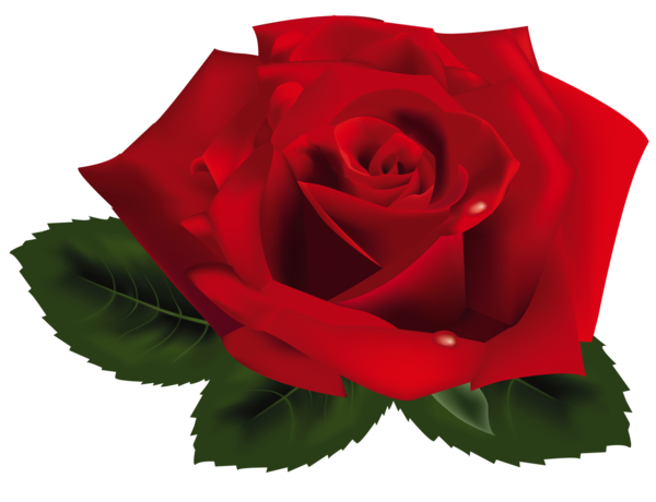 Transparent Rose Flower Garden Roses Plant for Valentines Day