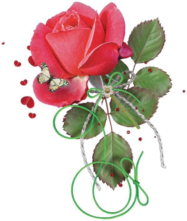 Transparent Flower Centifolia Roses Garden Roses Plant for Valentines Day