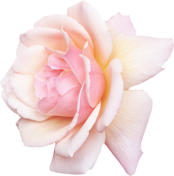 Transparent Rose White Pink Plant for Valentines Day