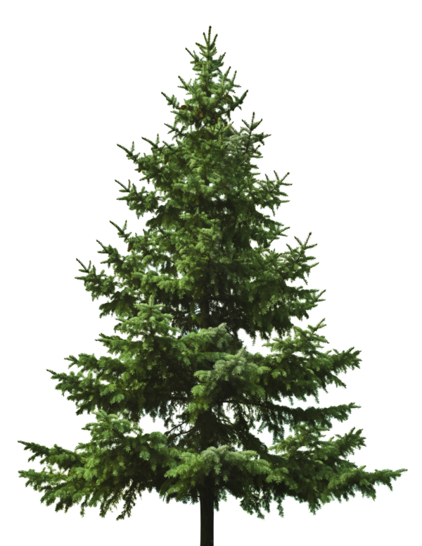 Transparent Christmas Tree Tree Christmas Fir Pine Family for Christmas