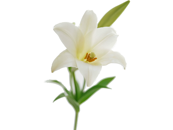 Transparent Easter Lily Flower Flower Bouquet Plant for Easter