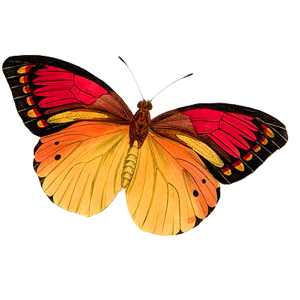 Transparent Butterfly Monarch Butterfly Pink Symmetry for Valentines Day