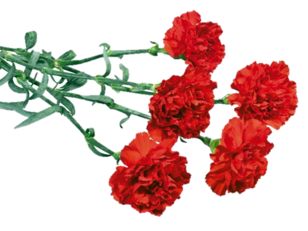 Transparent Carnation Flower Bouquet Red Petal Plant for Valentines Day
