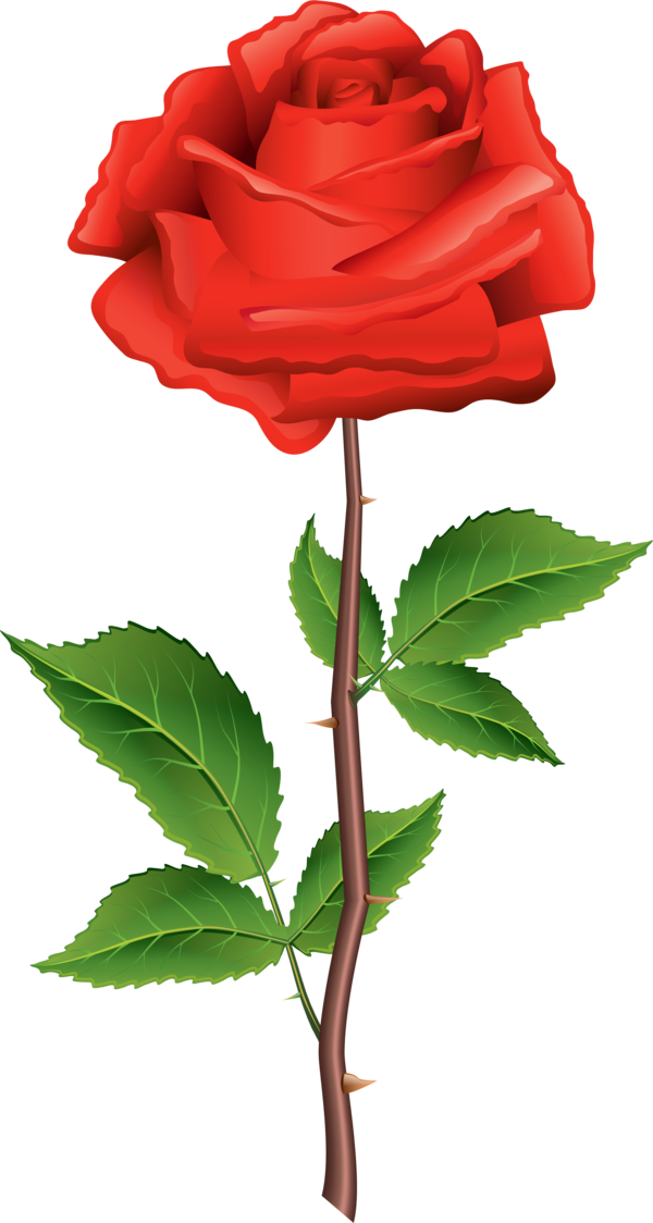 Transparent Rose Flower Plant Stem Garden Roses for Valentines Day