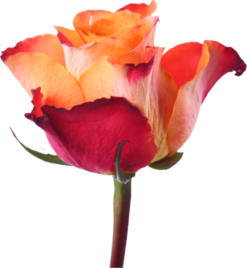 Transparent Garden Roses Cabbage Rose Floribunda Flower Petal for Valentines Day