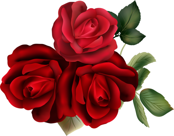 Transparent Flower Rose Garden Roses Petal Plant for Valentines Day