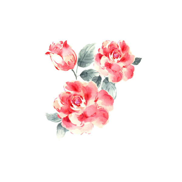 Transparent Garden Roses Rose Drawing Pink Plant for Valentines Day